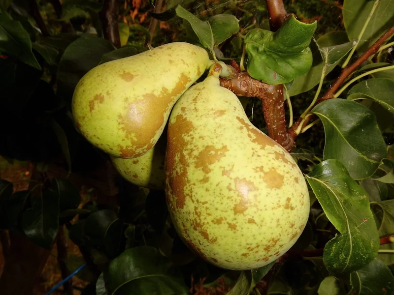 Alte Sorten Birnenbäume