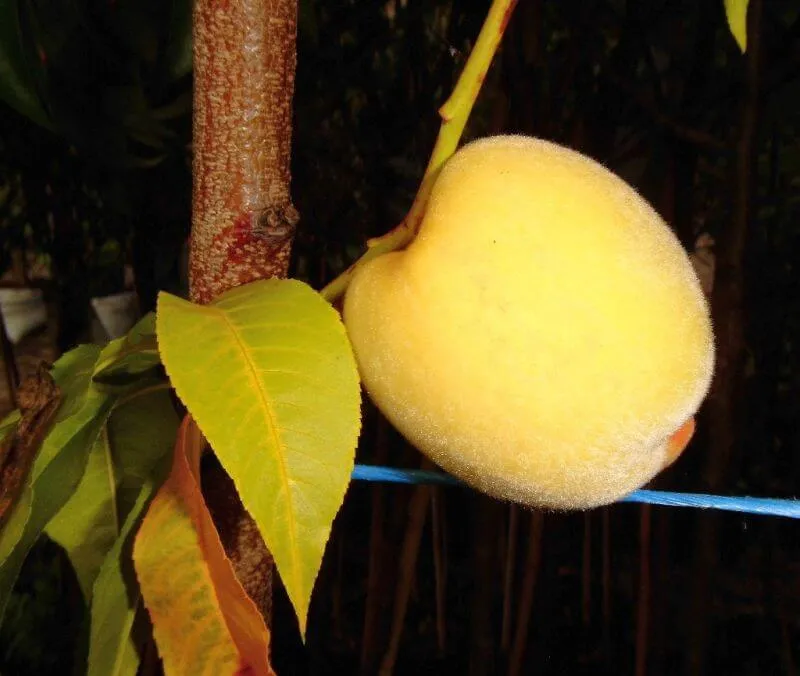 Aprikosenbäume & Pfirsichbäume