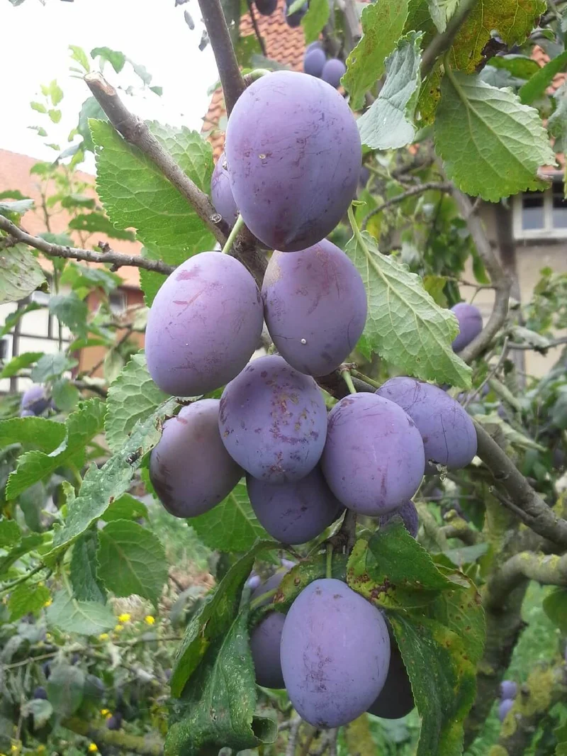 Alte und neue Obstsorten Pflaumenbäume und Zwetschgenbäume