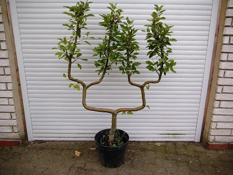 Spalierobstbäume Doppelte U-Form / U-Palmette