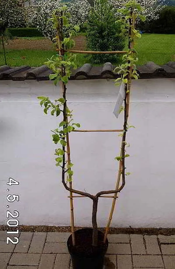 Spalierobstbäume Einfache U-Form