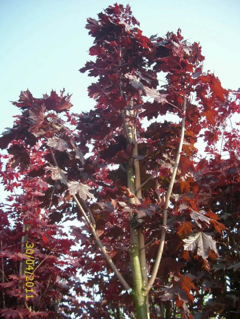 Blutahorn Royal Red Hochstamm