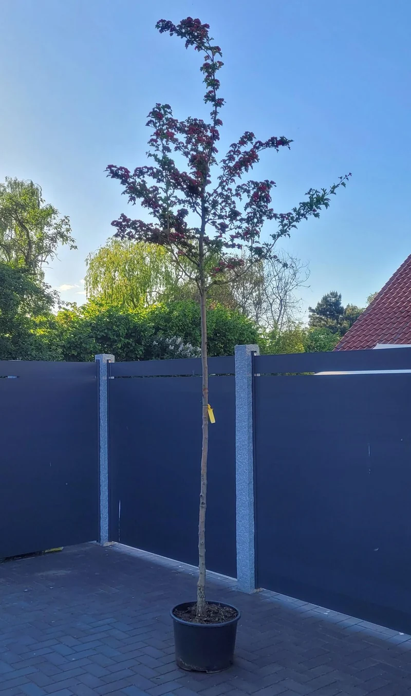 Echter Rotdorn als Alleebaum