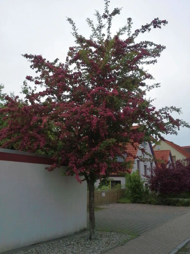 Echter Rotdorn als Alleebaum