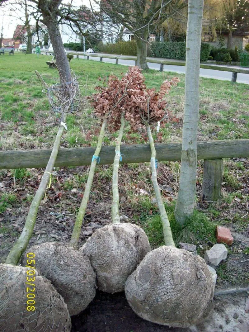 Deutsche Eiche Hochstamm