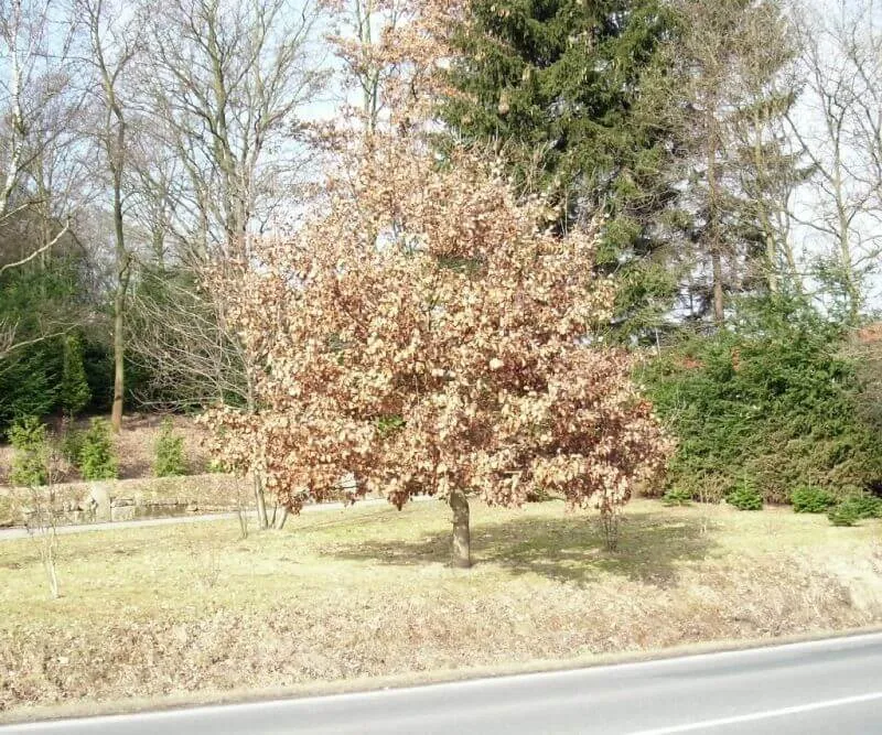 Traubeneiche Hochstamm