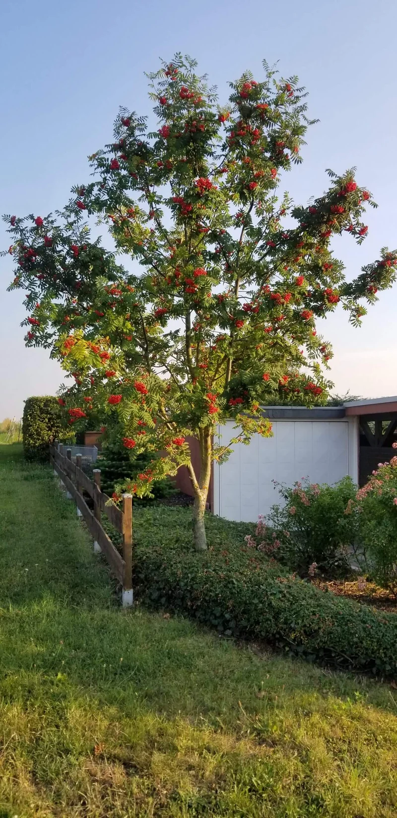 Essbare Ebereschen - Vogelbeerbaum
