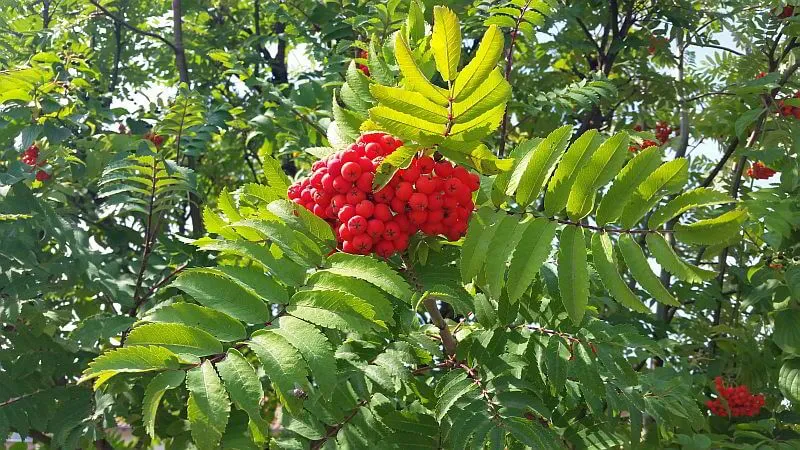 Essbare Ebereschen - Vogelbeerbaum