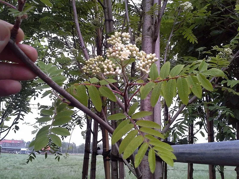 Essbare Ebereschen - Vogelbeerbaum