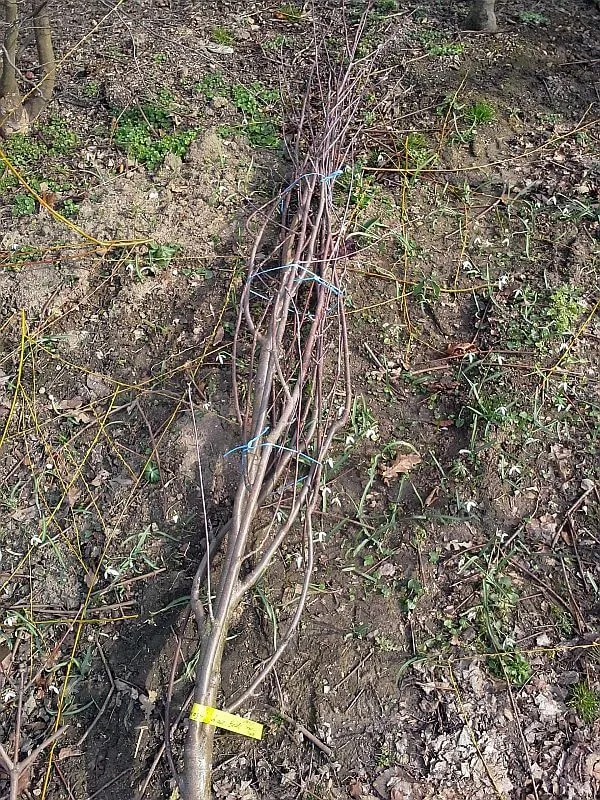 Essbare Ebereschen - Vogelbeerbaum