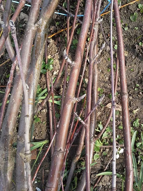 Essbare Ebereschen - Vogelbeerbaum