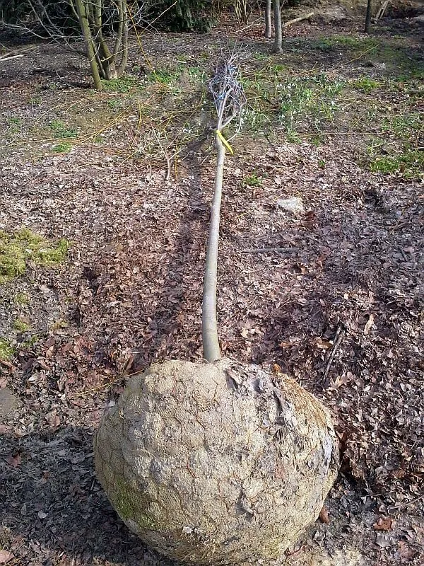 Essbare Ebereschen - Vogelbeerbaum