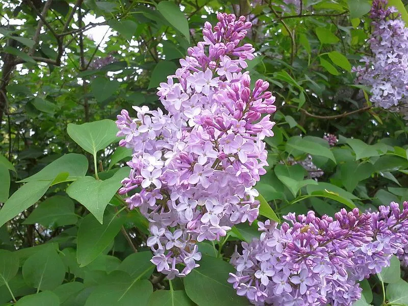 Edel-Flieder 'Michel Buchner'