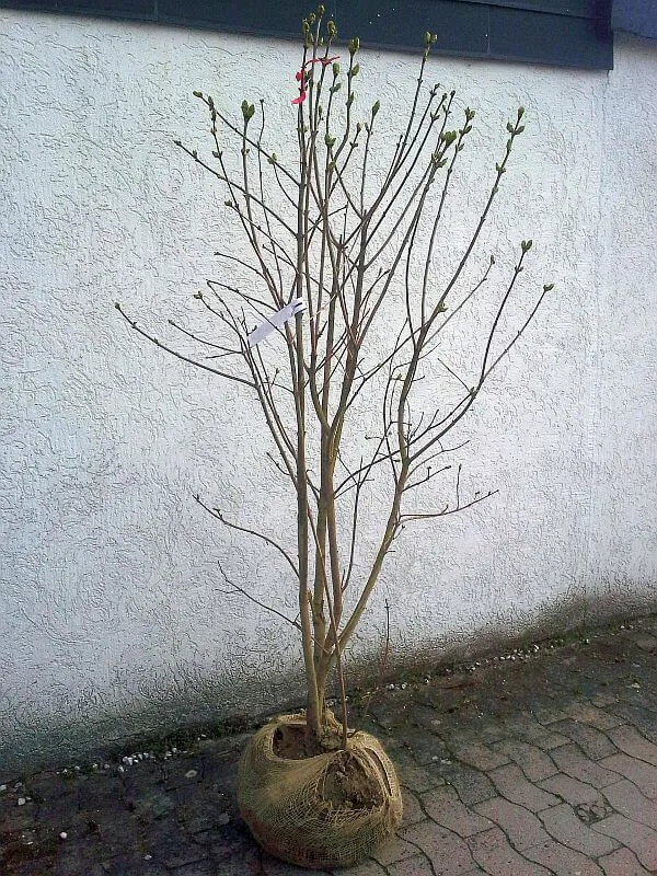 Edel-Flieder 'Michel Buchner'