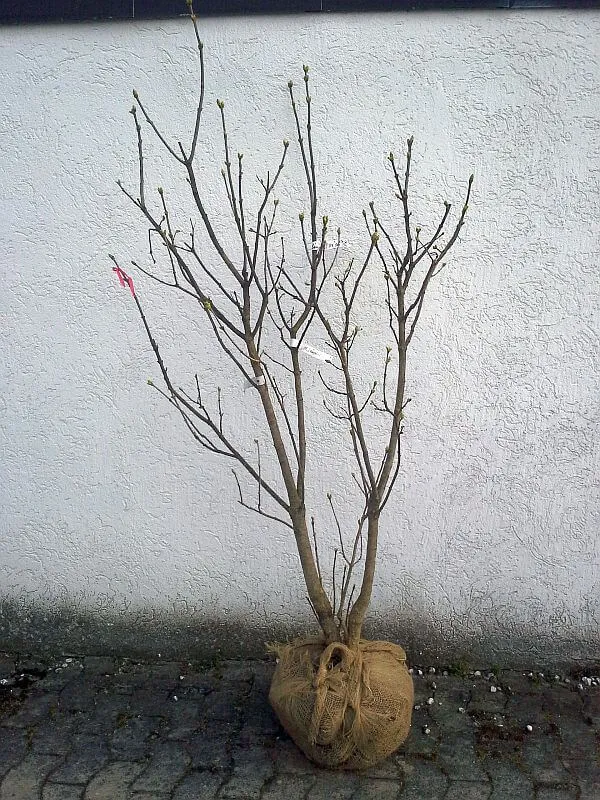 Weißer Flieder 'Mme. Lemoine'