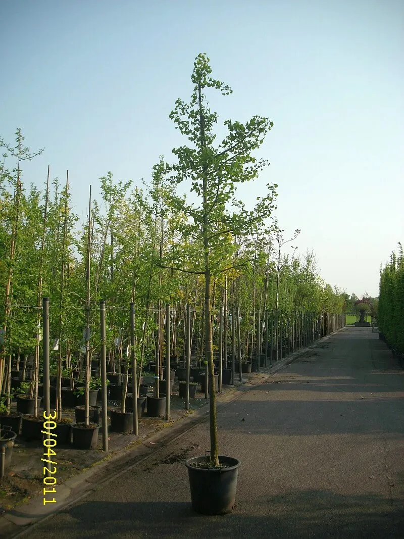 Ginkgobaum Hochstamm