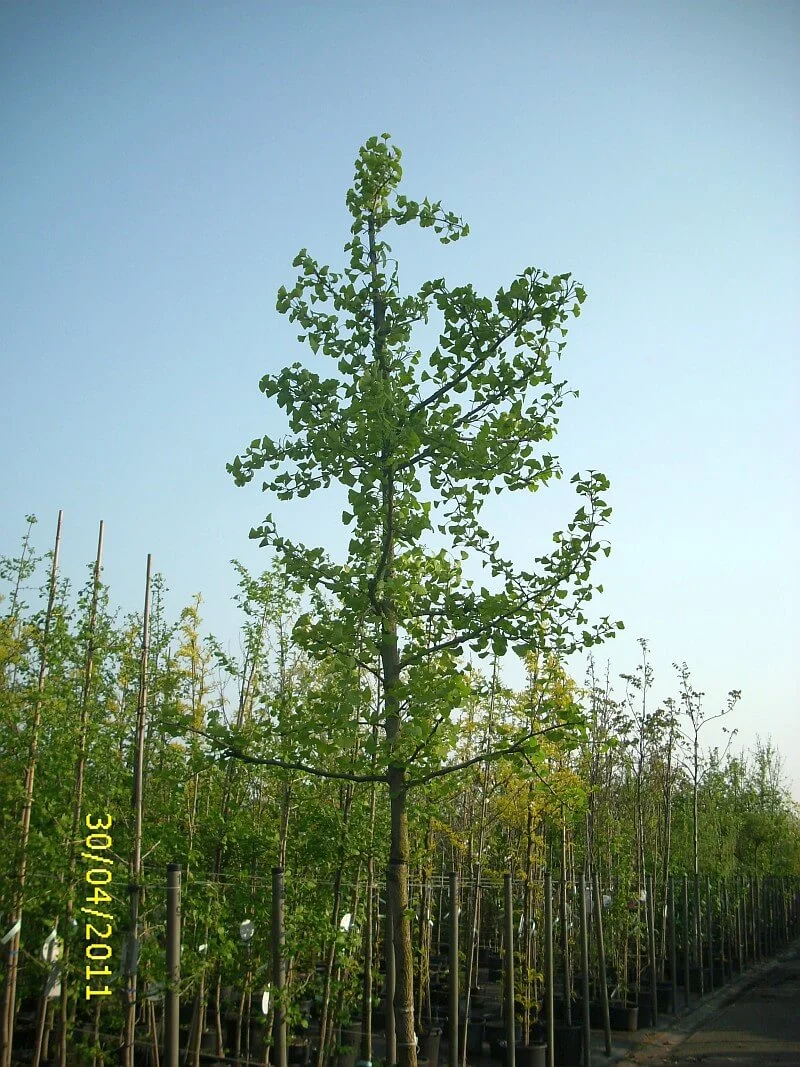 Ginkgobaum Hochstamm
