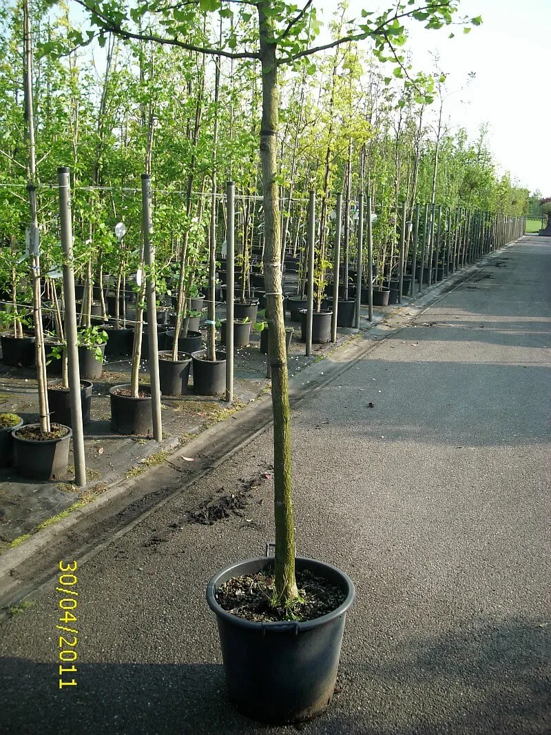 Ginkgobaum Hochstamm
