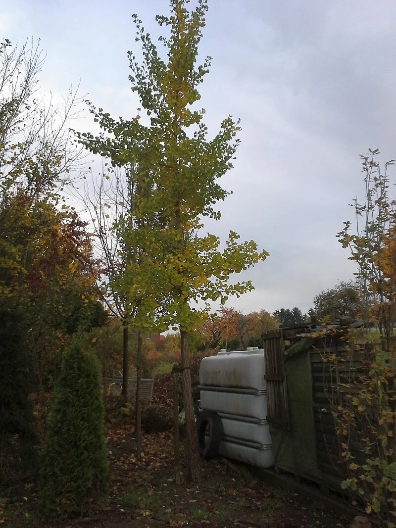 Ginkgobaum Hochstamm