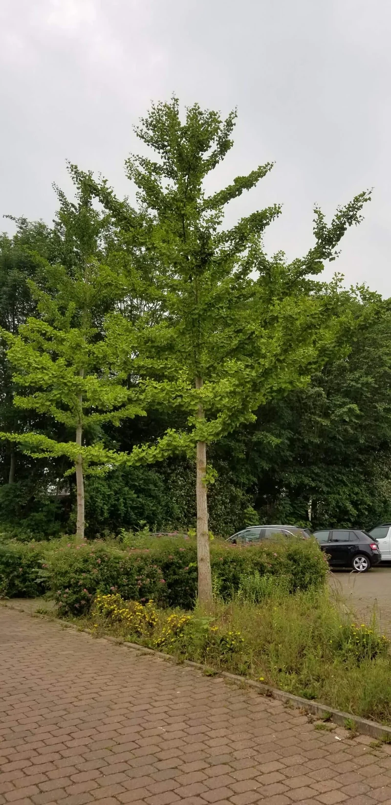 Ginkgobaum Hochstamm
