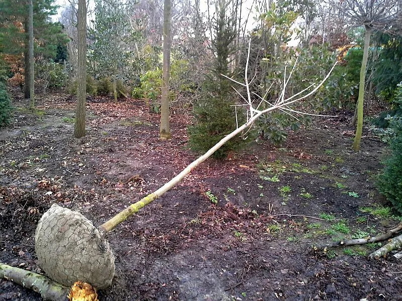 Rotblühende Kastanie Hochstamm