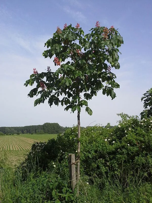 Rotblühende Kastanie Hochstamm