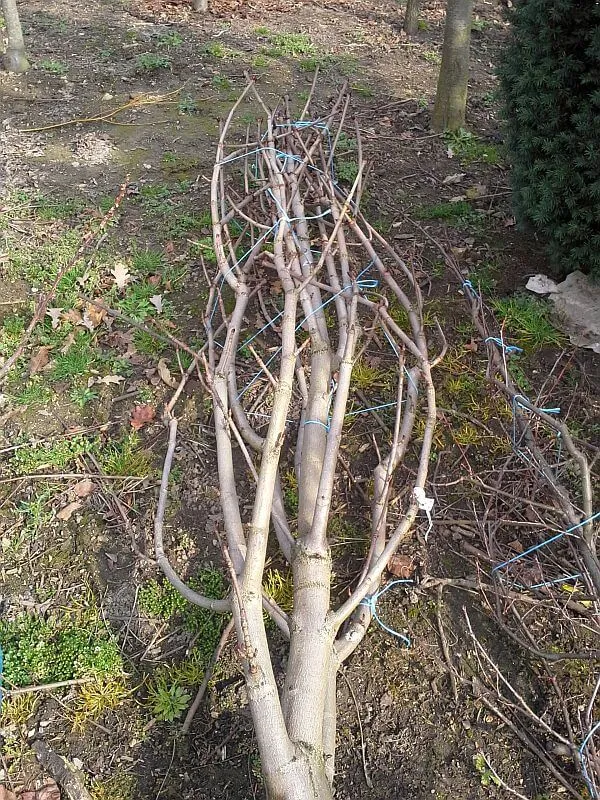 Weißblühende Kastanie Hochstamm