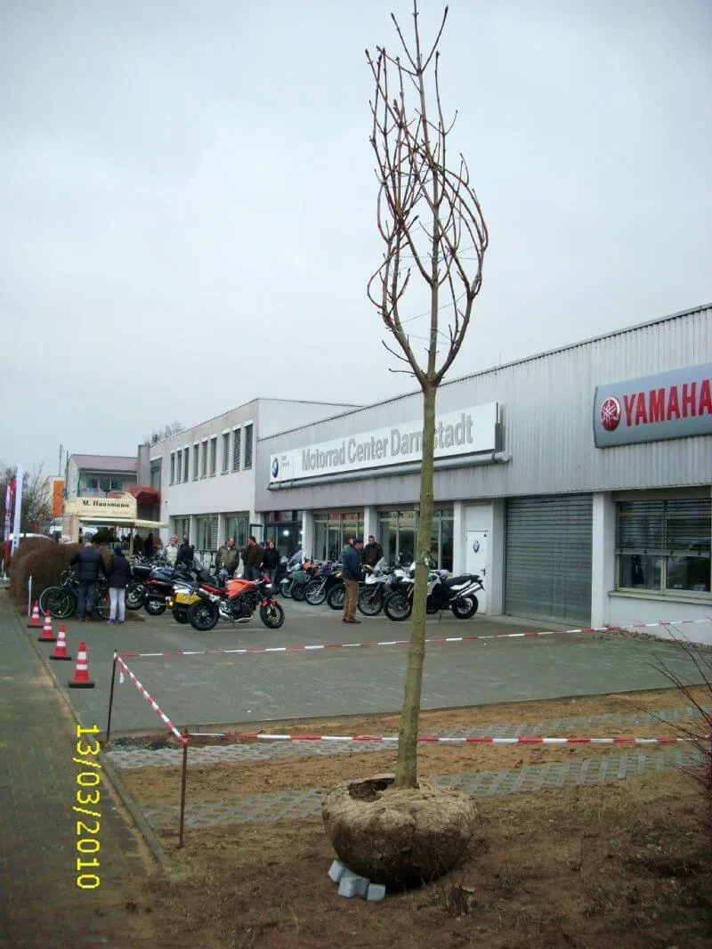 Weißblühende Kastanie Hochstamm