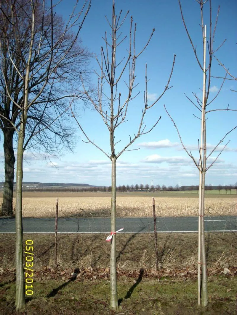 Weißblühende Kastanie Hochstamm