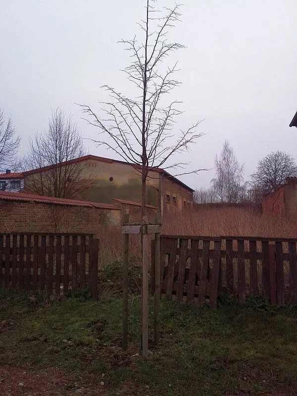 Winterlinde als Hochstamm