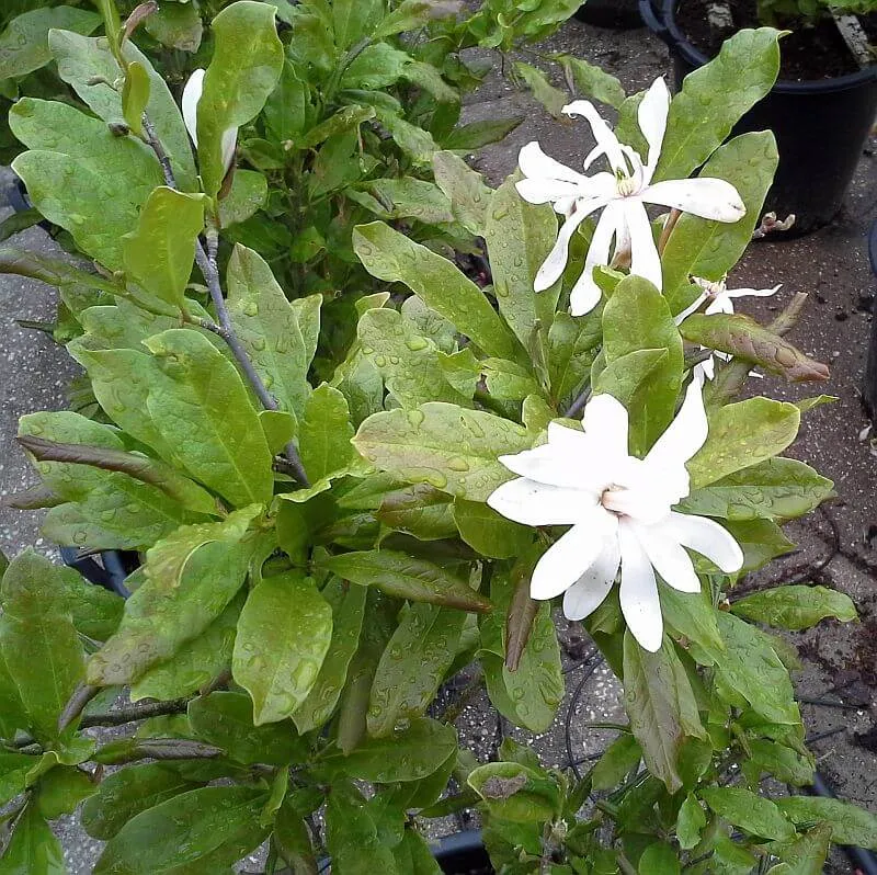 Sternmagnolie