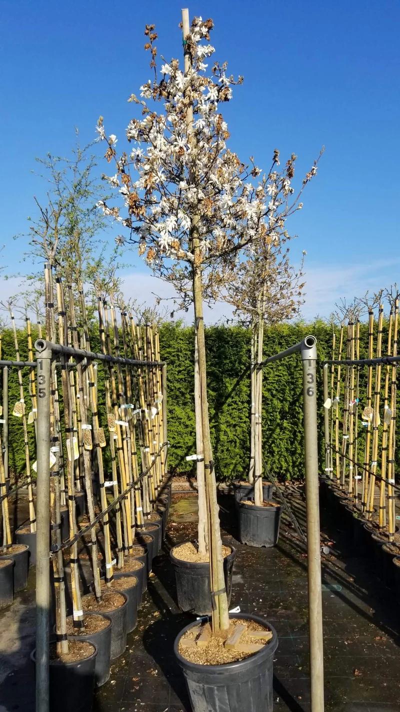 Sternmagnolie