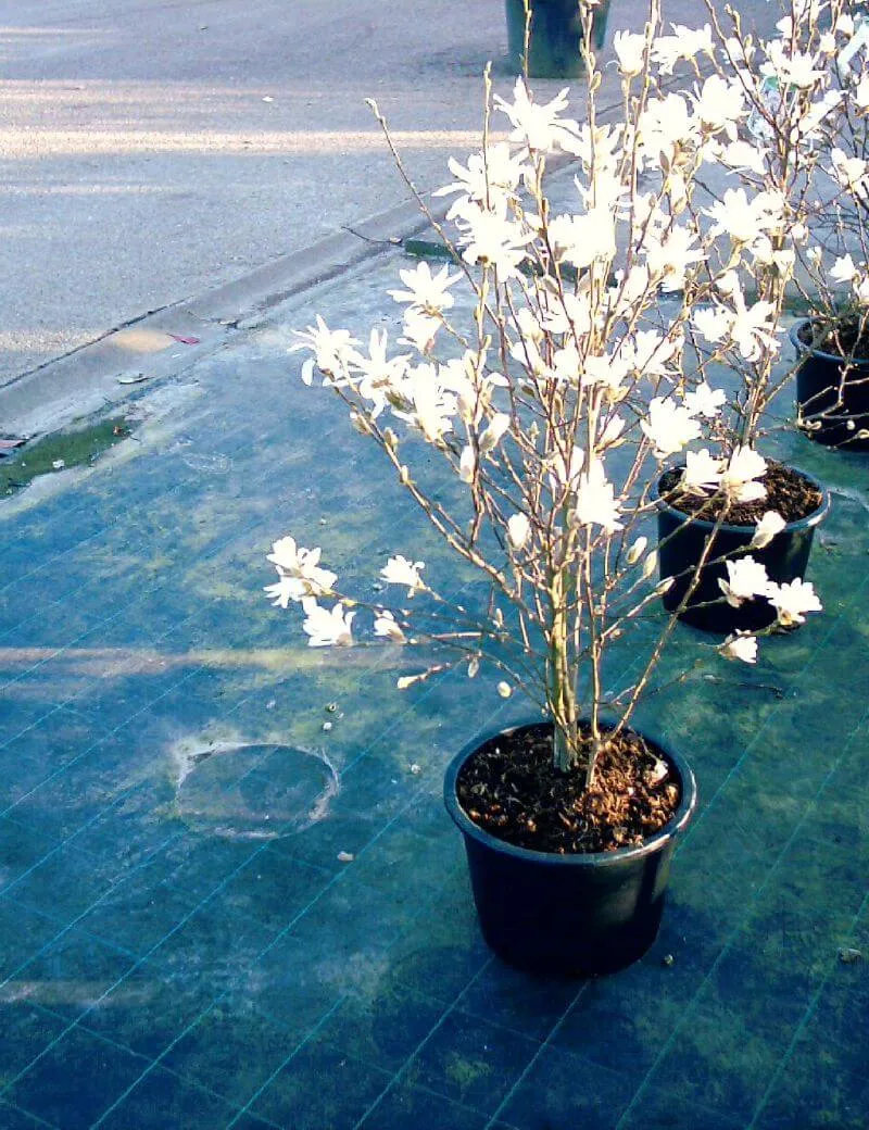 Sternmagnolie
