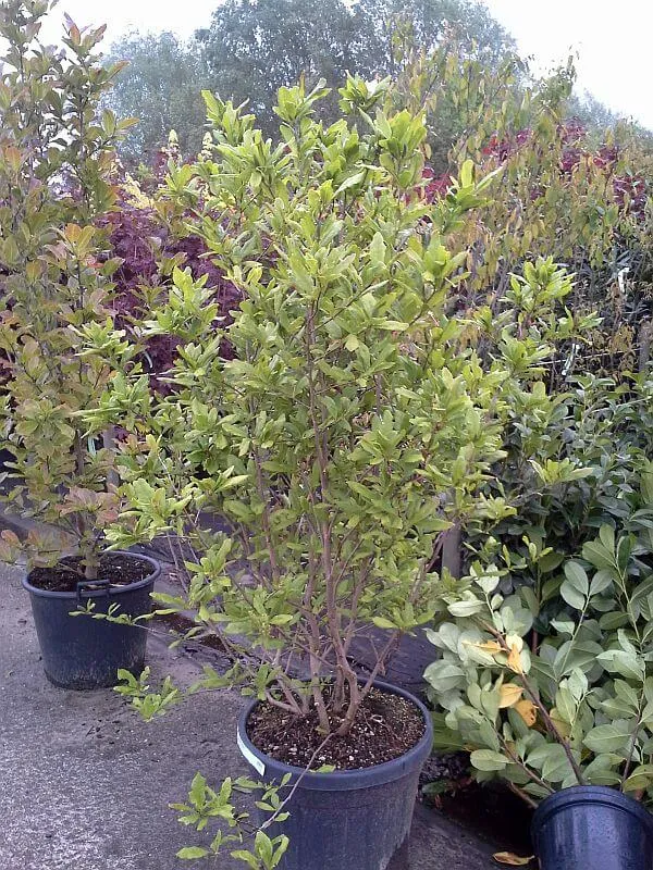 Sternmagnolie