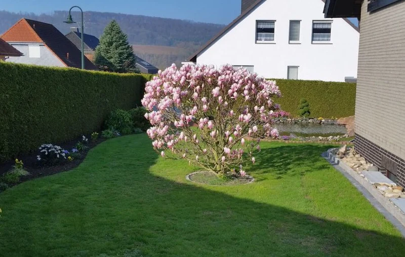 Tulpenmagnolie als Hochstamm