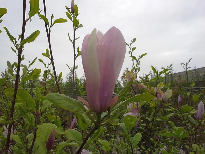Tulpenmagnolie als Hochstamm