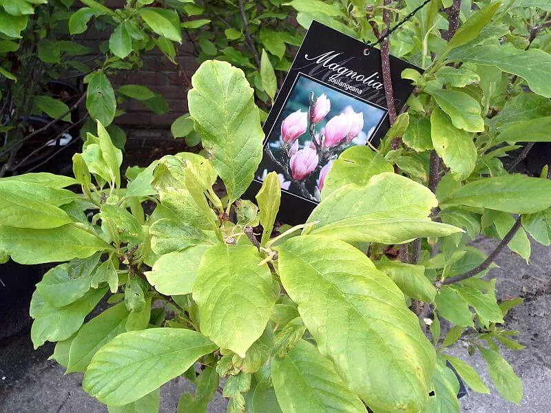 Tulpenmagnolie als Hochstamm