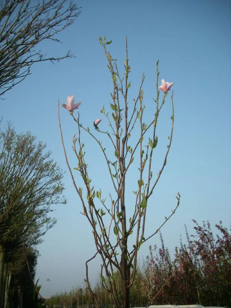 Tulpenmagnolie als Hochstamm