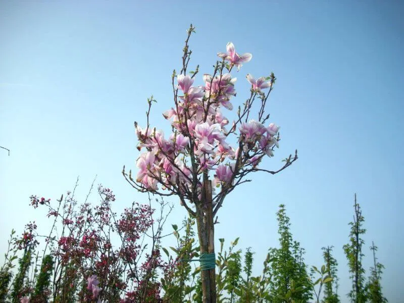 Tulpenmagnolie als Hochstamm