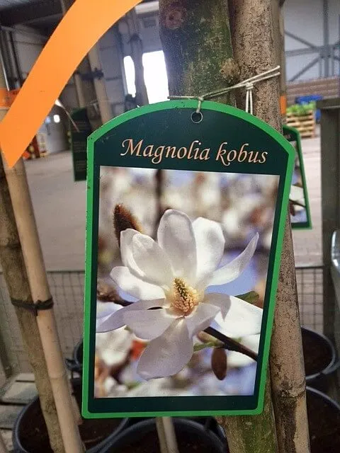 Kobushi-Magnolie als Hochstamm