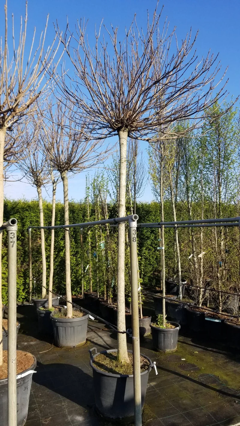 Kugeltrompetenbaum Bungei Hochstamm