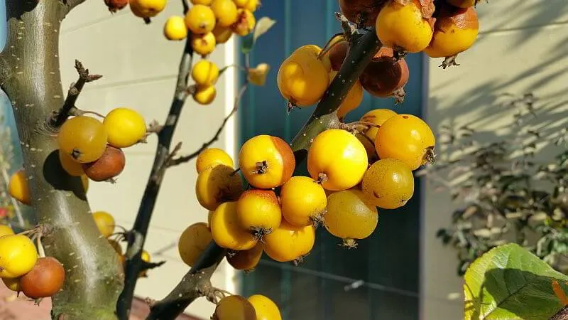Zierapfelbaum Golden Hornet