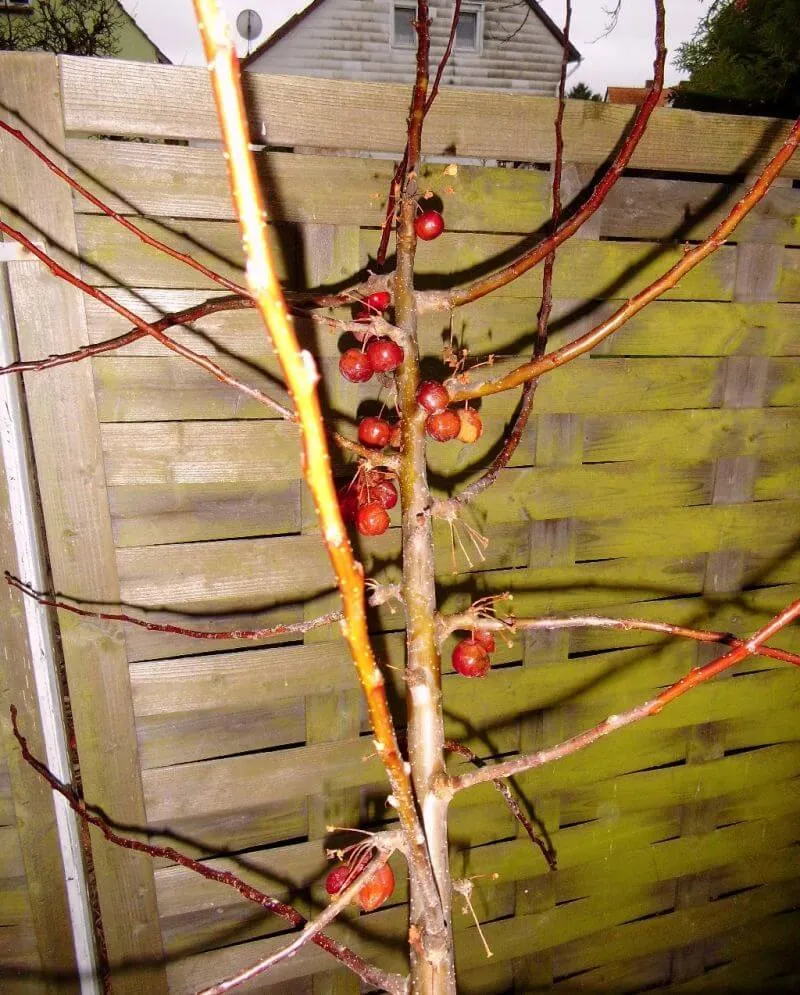 Zierapfelbaum Red Sentinel