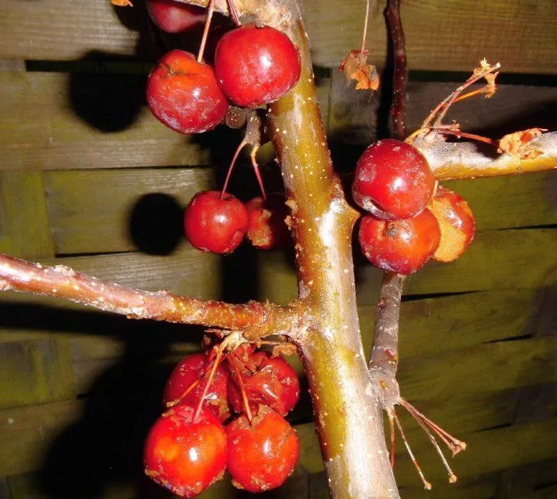 Zierapfelbaum Red Sentinel