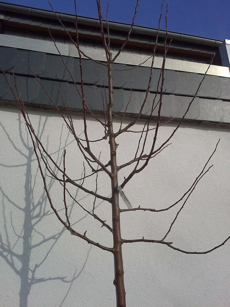 Zierapfelbaum John Downie
