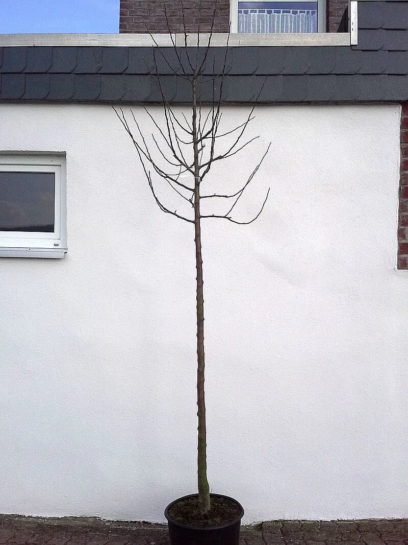 Zierapfelbaum John Downie