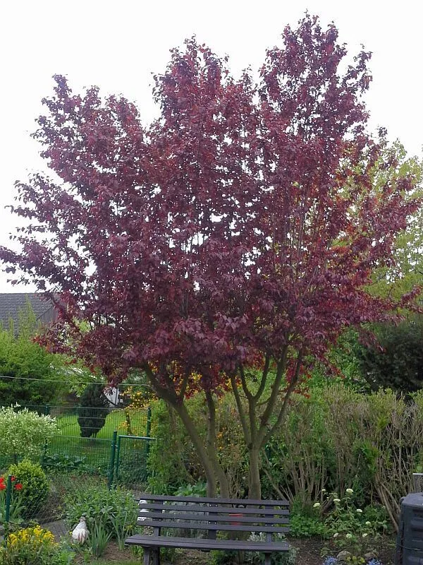 Blutpflaume Nigra als Hochstamm