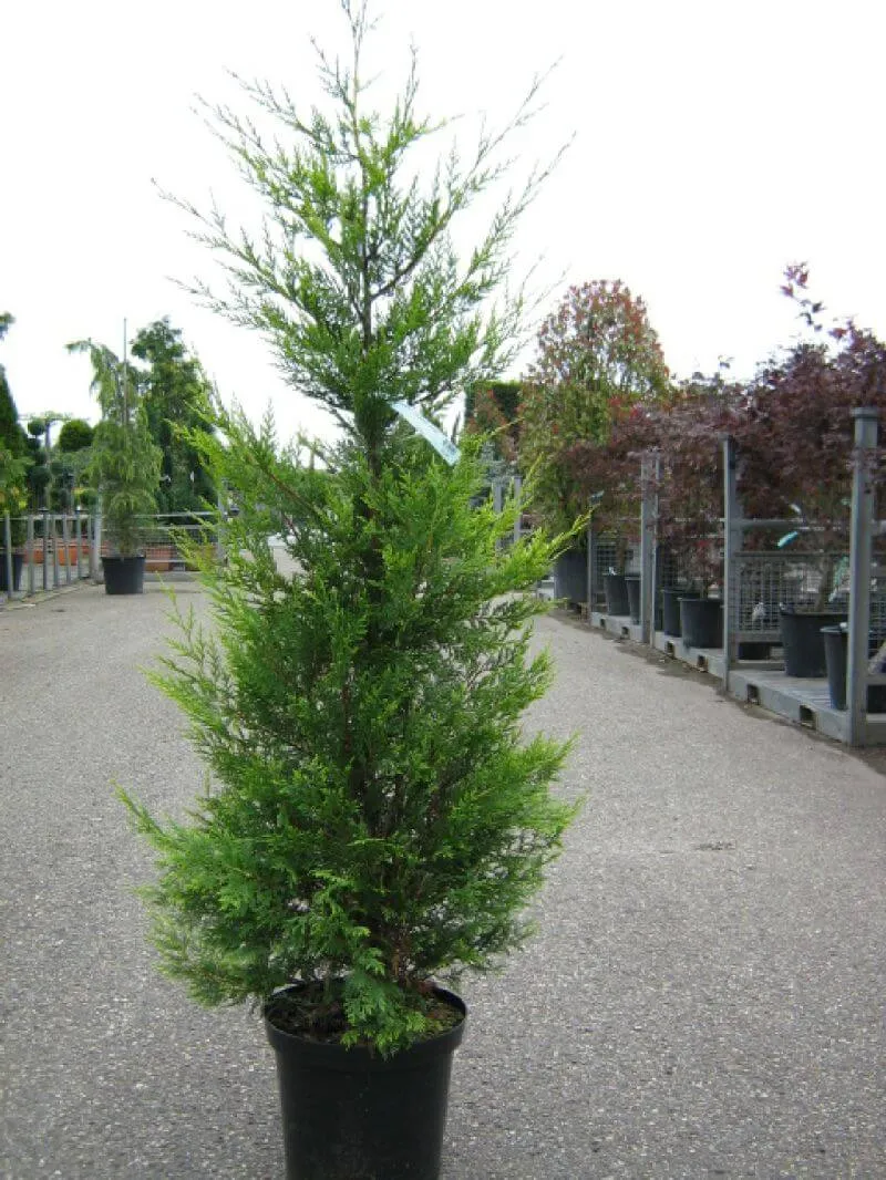 Baumzypresse Leylandii