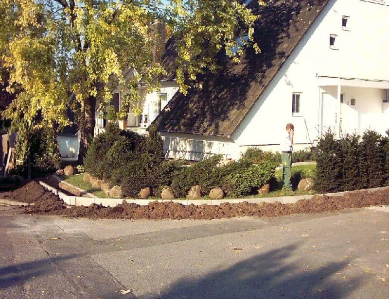 Eibe für Hecken