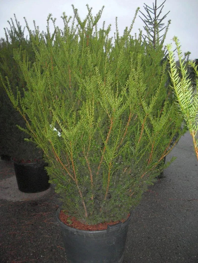 Bechereibe Hicksii (Weiblich)